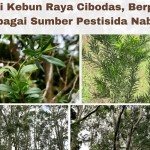 Sejumlah tanaman jenis jambu-jambuan yang menjadi koleksi Kebun Raya Cibodas di Kabupaten Cianjur, Jawa Barat. (ANTARA/HO-BRIN)-1687333935