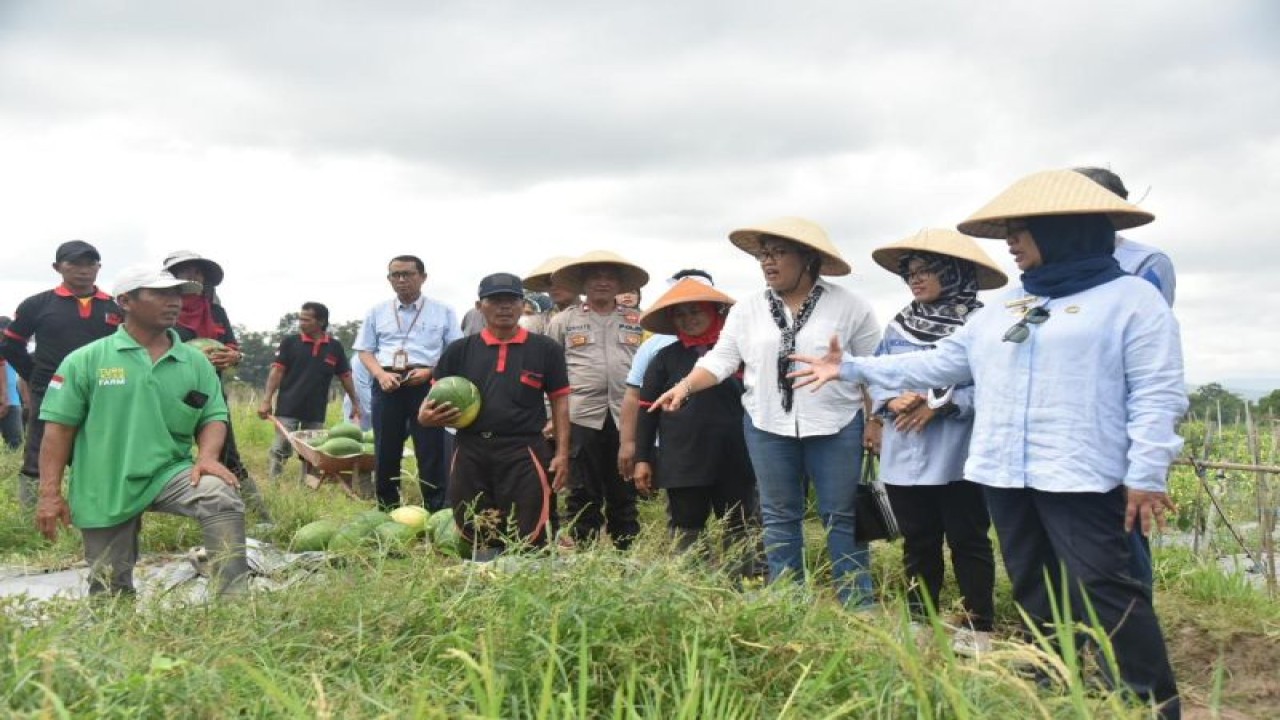 Bupati Sleman Kustini Sri Purnomo bersama Kepala Dinas Pertanian Sleman Suparmono melakukan panen perdana Sekolah Lapang Budi daya Semangka di Padukuhan Gatak I, Kalurahan Selomartani, Kapanewon (Kecamatan) Kalasan, Selasa (6/6/2023). ANTARA/HO-Bagian Prokopim Setda Sleman