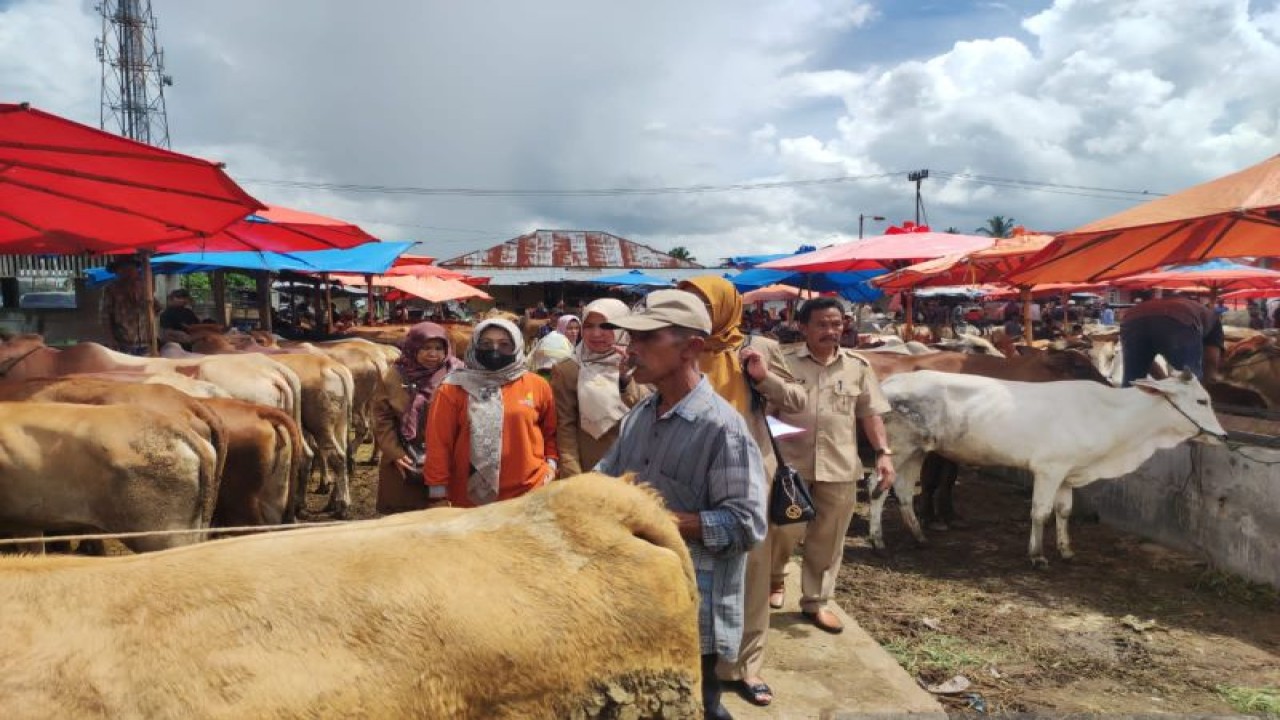 Petugas Pemkab Solok melakukan pengecekan kesehatan hewan ternak di Pasar Muara Panas, Kabupaten Solok, Sumbar menjelang Hari Raya Kurban 1444 Hijriah. (ANTARA/HO-Diskominfo Solok)