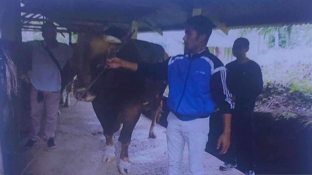 Salah satu sapi unggul yang diseleksi untuk kurban Presiden di Sumbar. ANTARA/Dinas Peternakan Sumbar