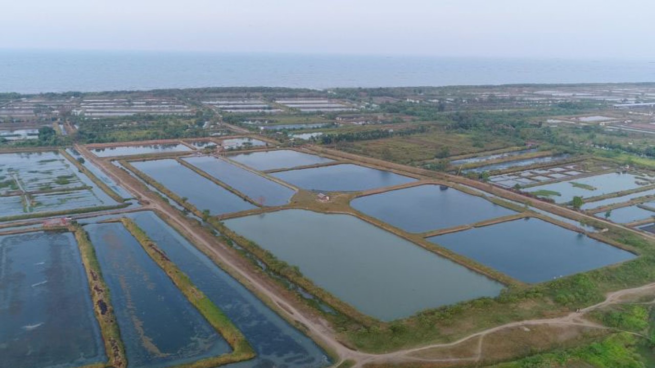 Lokasi percontohan model klaster tambak ikan bandeng yang dilakukan di Kabupaten Cirebon, Jawa Barat. ANTARA/ (HO-KKP)