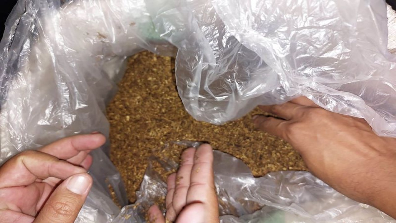Petugas Bea Cukai Malang memeriksa salah satu karung yang berisi tembakau iris ilegal yang diamankan di Kota Malang, Jawa Timur, Selasa (20/6/2023). (ANTARA/HO-Humas Bea Cukai Malang)
