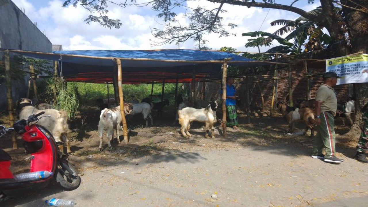 Ternak kambing yang dijual untuk hewan kurban di Lombok Tengah, Nusa Tenggara Barat (ANTARA/Akhyar)