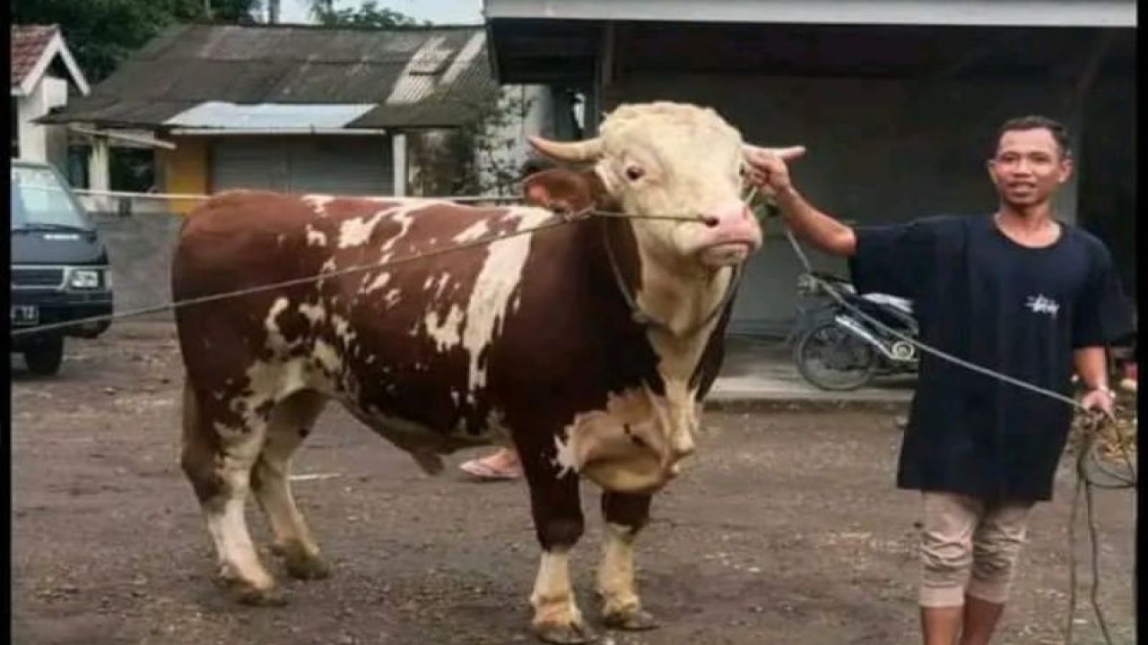 Ternak sapi yang bisa dijadikan hewan kurban di Lombok Tengah, NTB (FOTO ANTARA/Akhyar)
