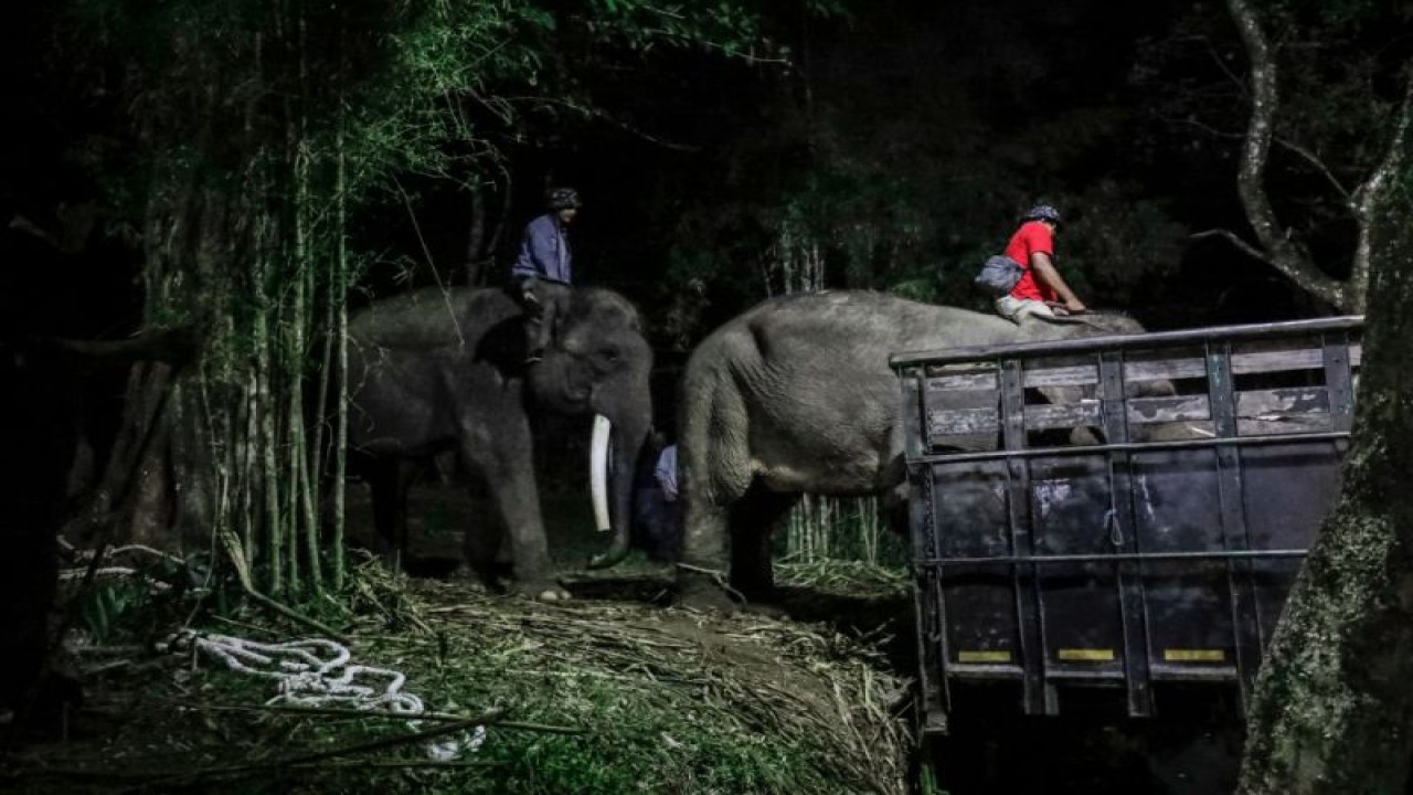 Proses pemindahan (translokasi) satwa gajah dari kawasan Taman Wisata Candi Borobudur, Magelang, ke Gembira Loka Zoo, Yogyakarta pada Rabu (14/6/2023). ANTARA/HO-PT TWC