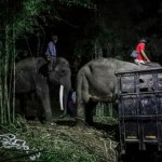 TWC hibahkan tiga gajah Borobudur ke Gembira Loka Zoo Yogyakarta-1686899975