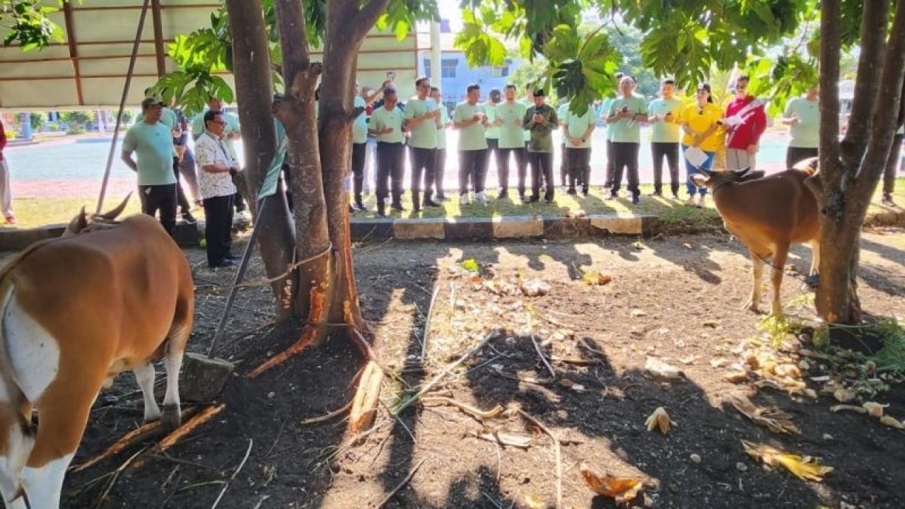 Wakil Jaksa Agung Republik Indonesia Sunarta , Jumat (23/6) secara simbolis menyerahkan bantuan 13 ekor sapi sebagai hewan kurban untuk perayaan Hari Raya Idul Adha pada 29 Juni untuk sejumlah Masjid di Kota Kupang Provinsi Nusa Tenggara Timur, (ANTARA/Benny Jahang)