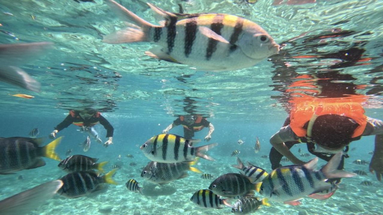 Wisatawan melakukan snorkling di Pulau Rubiah, Iboih, Kota Sabang. (ANTARA/Khalis Surry)