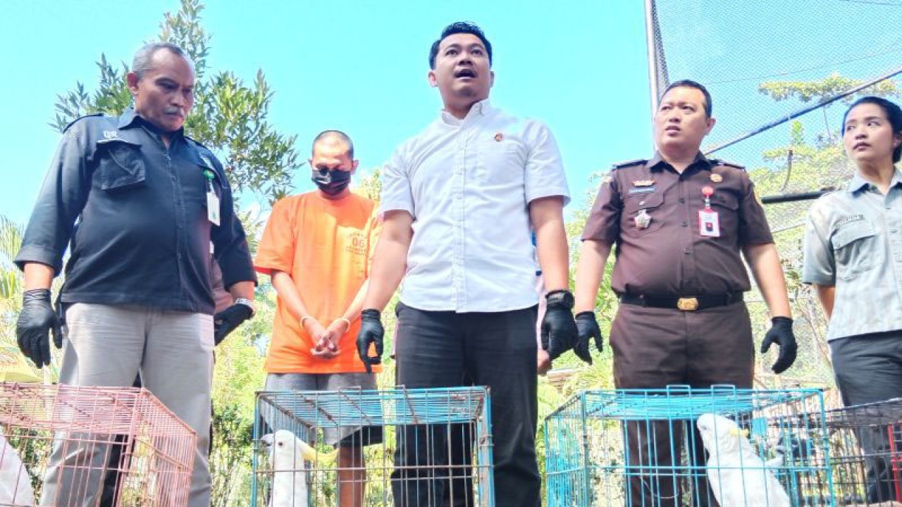 Kasat Reskrim Polresta Yogyakarta AKP Archye Nevada menunjukkan barang bukti perdagangan kakatua paruh bengkok saat konferensi pers di Gembira Loka Zoo (GL Zoo), Yogyakarta, Kamis (20/7/2023) (ANTARA/Luqman Hakim)