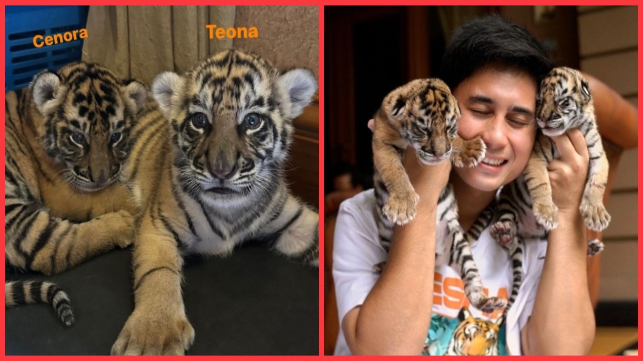 Alshad Ahmad bersama anak harimau peliharaannya/ist