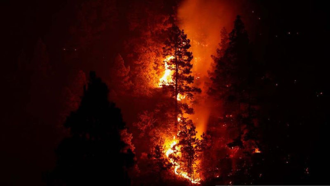 Api melalap pohon pinus saat terjadi kebakaran di hutan Tijarafe, di Pulau Canary La Palma, Spanyol, Selasa (18/7/2023). Ratusan petugas pemadam kebakaran berusaha memadamkan api yang tidak terkendali dan berdampak pada hutan seluas 4.650 hektar tersebut sehingga sedikitnya 4.000 orang warga dievakuasi dari kawasan itu. ANTARA FOTO/Reuters/Borja Suarez/nym.