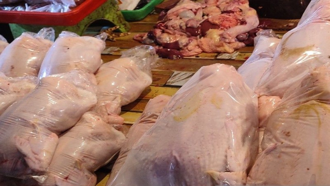 Harga daging ayam lokal di Jayapura naik bervariasi dari Rp 5.000/ekor hingga Rp 15.00/ekor tergantung ukuran. ANTARA/Evarukdijati