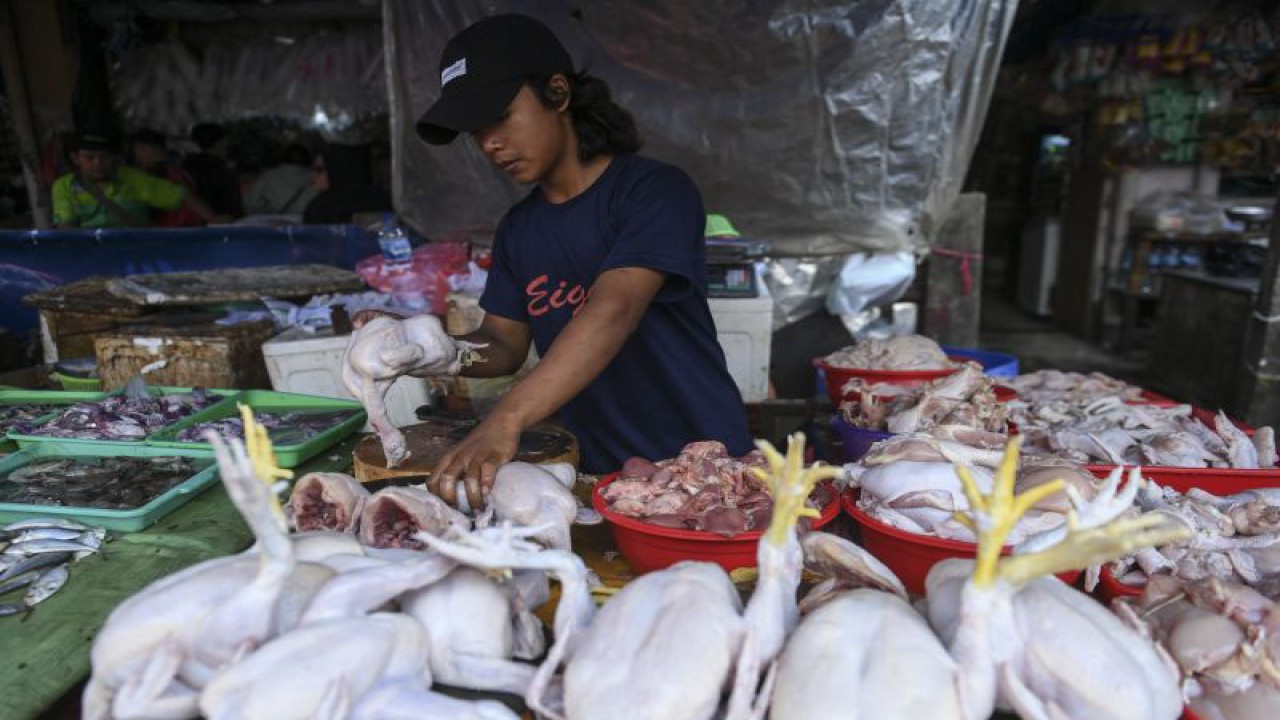 Pedagang menyiapkan ayam potong di Pasar Kebayoran Lama, Jakarta, Senin (3/7/2023). ANTARA FOTO/Hafidz Mubarak A/nz