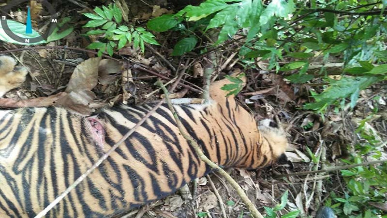Bangkai harimau mati di Aceh Timur. (ANTARA/HO.dokpri)