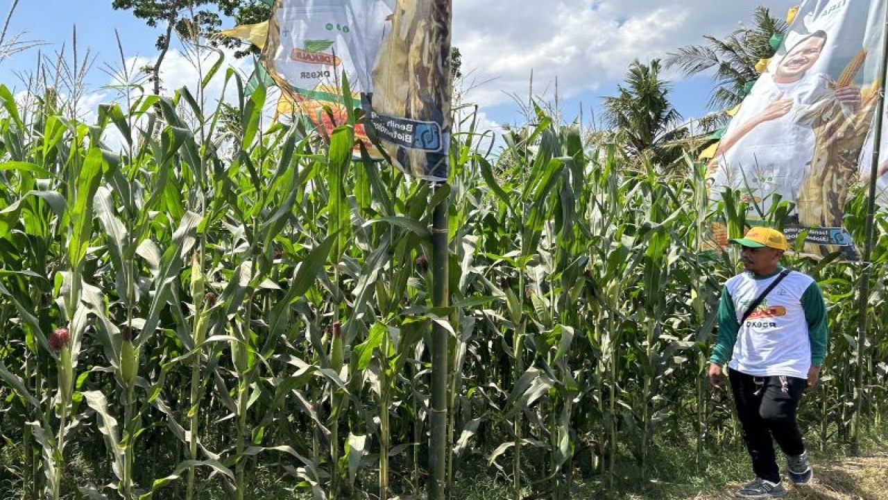 Petani melintas di lahan jagung yang menggunakan bibit jagung bioteknologi milik Bayer Indonesia di Desa Manggalewa, Kabupaten Dompu, Nusa Tenggara Barat, Rabu (26/7/2023). ANTARA/Kuntum Riswan.