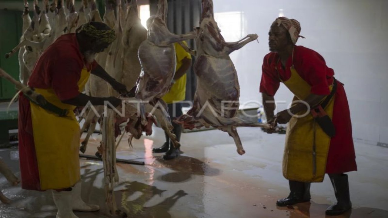 Dua pekerja memotong daging kambing usai disembelih untuk pembayaran dam bagi petugas haji yang melakukan haji Tamattu' di rumah potong hewan (RPH) Al Ukaisyah, Mekkah, Arab Saudi, Rabu (14/6/2023). (ANTARA FOTO/Wahyu Putro A/hp)