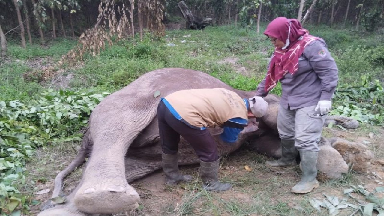 Tim BB KSDA Riauvmelakukan neukropsi untuk mengetahui penyebab kematian gajah di Tesso Tenggara, Pelalawan. (ANTARA/HO- BB KSDA Riau)