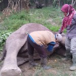 BB KSDA Riau investigasi kematian gajah yang diduga diracun-1689149968