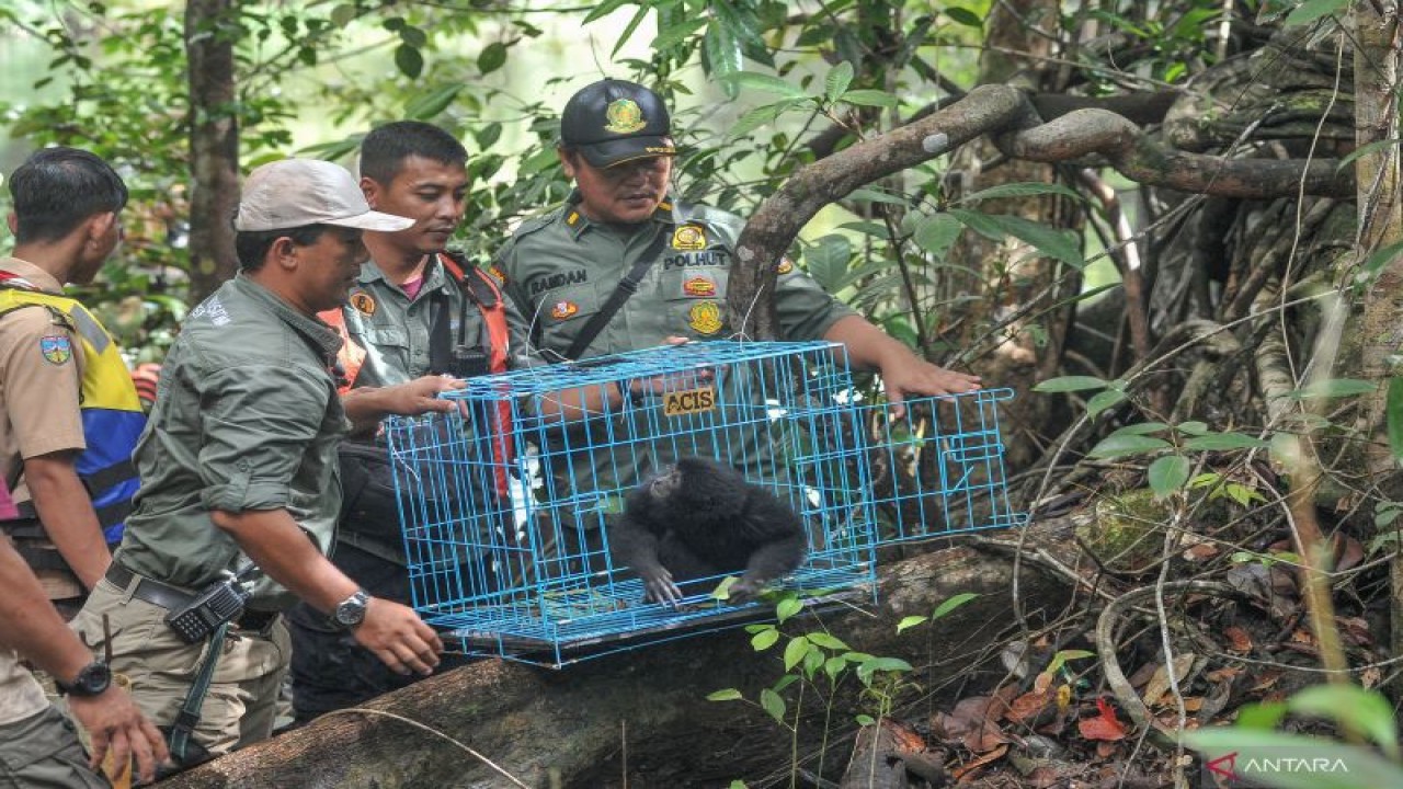 Ilustrasi: Petugas Balai Konservasi Sumber Daya Alam (BKSDA) Jambi melepasliarkan siamang (Symphalangus syndactylus) di Resort Sungai Rambut, Taman Nasional Berbak Sembilang (TNBS), ANTARA FOTO/Wahdi Septiawan/tom. (ANTARA FOTO/WAHDI SEPTIAWAN)