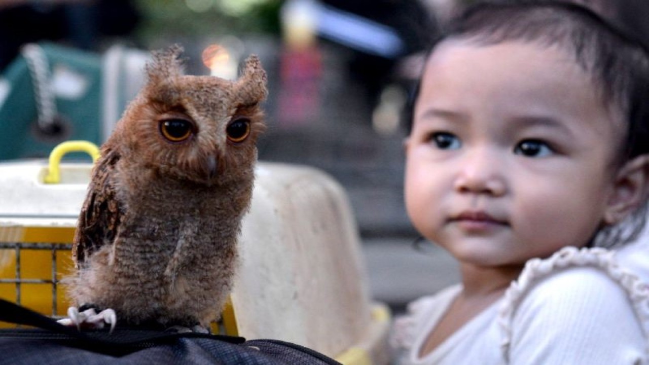 Ilustrasi - Seorang anak memandang seekor burung hantu (Ordo Strigiformes) yang dibawa pecinta satwa eksotis saat eksibisi di Taman Tugu Digulis di Pontianak, Kalimantan Barat, Minggu (9/7/2023). (ANTARA FOTO/Jessica Wuysang/pras)