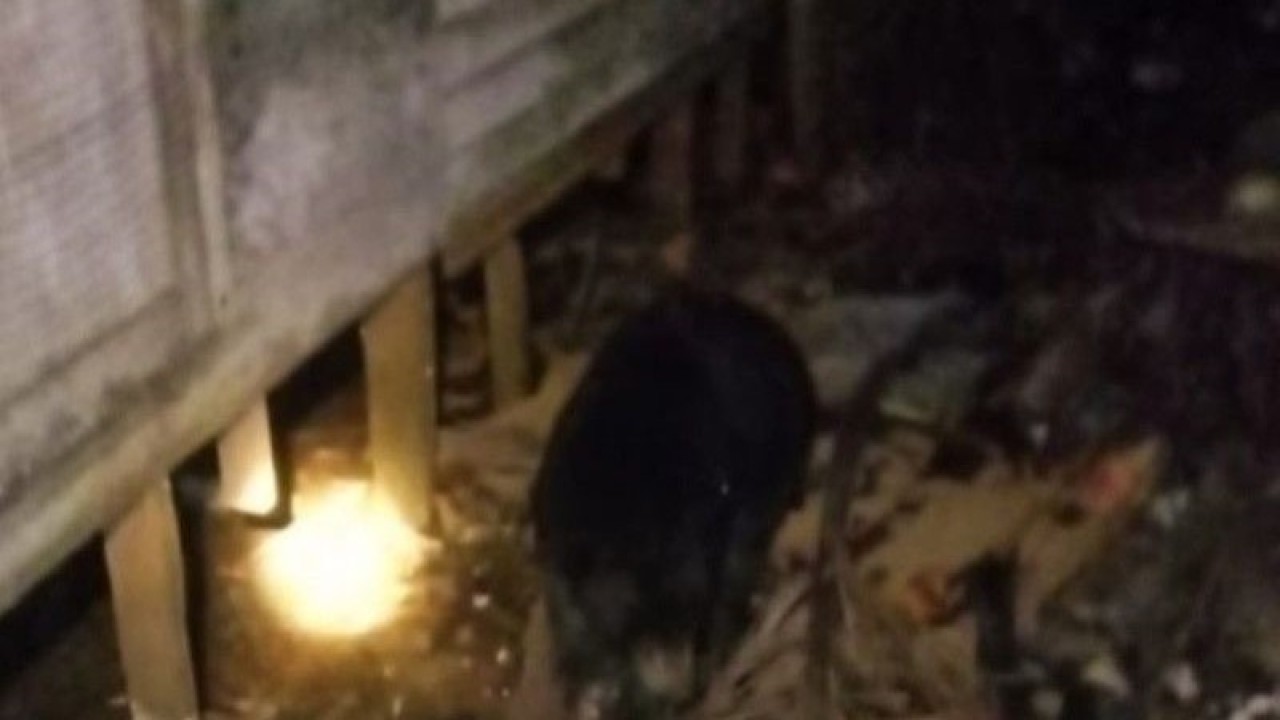 Penampakan Beruang Madu di pemukiman penduduk Desa Teluk Haur, Kabupaten Tapin, Kalimantan Selatan, Minggu (3/6/2023). ANTARA/HO-Kurnain