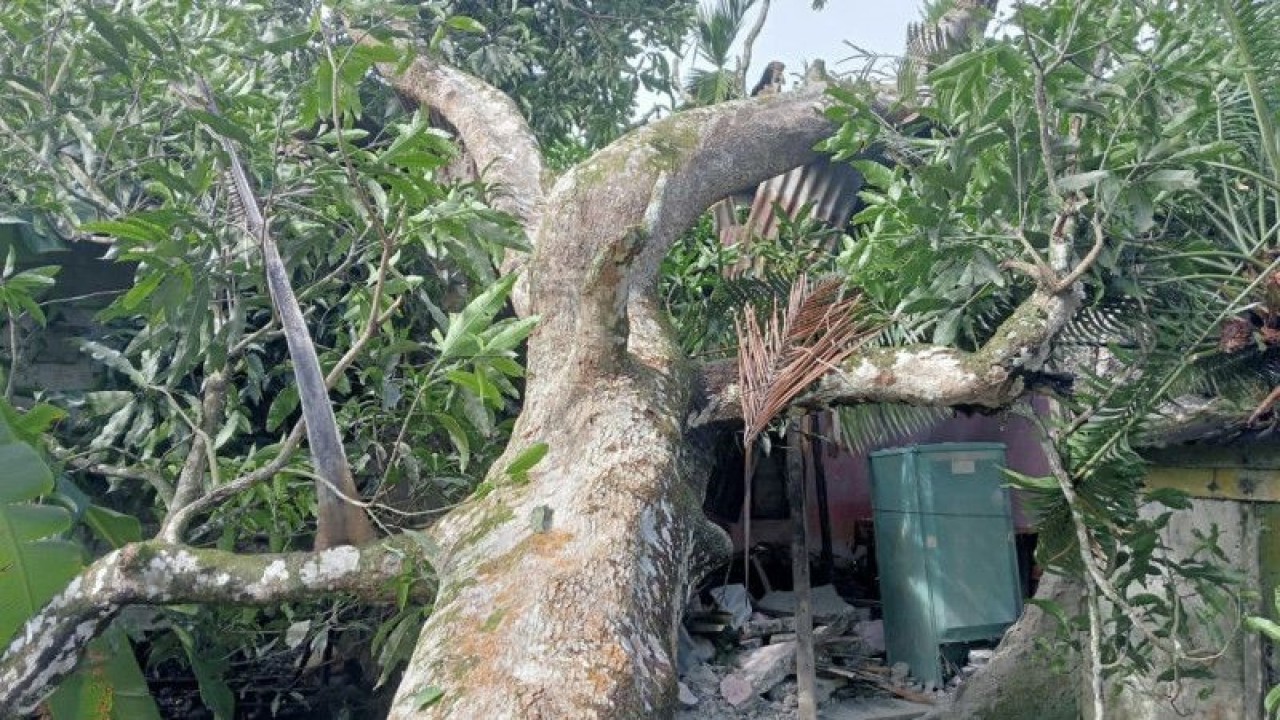 Sebuah rumah warga di Desa Blang Luah, Kecamatan Woyla Barat, Kabupaten Aceh Barat, rusak parah setelah tertimpa pohon mangga saat kawasan itu dilanda angin kencang, Ahad (2/7/2023). ANTARA/HO-Dok. BPBD Aceh Barat