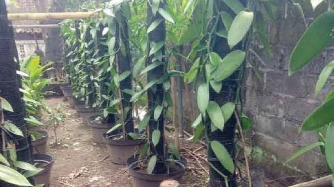 Budidaya tanaman vanili mulai diminati masyarakat Biak Numfor karena berpotensi untuk ekspor. ANTARA/HO-Distan Biak Numfor.