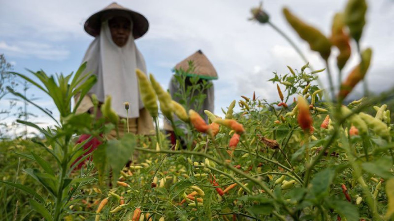 Petani memanen tanaman cabai rawit di Desa Porame, Sigi, Sulawesi Tengah, Selasa (4/7/2023). ANTARA/Basri Marzuki