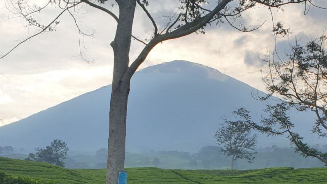 Gunung Dempo di Kota Pagaralam, Sumsel. (FOTO ANTARA/Yudi Abdullah/2023)