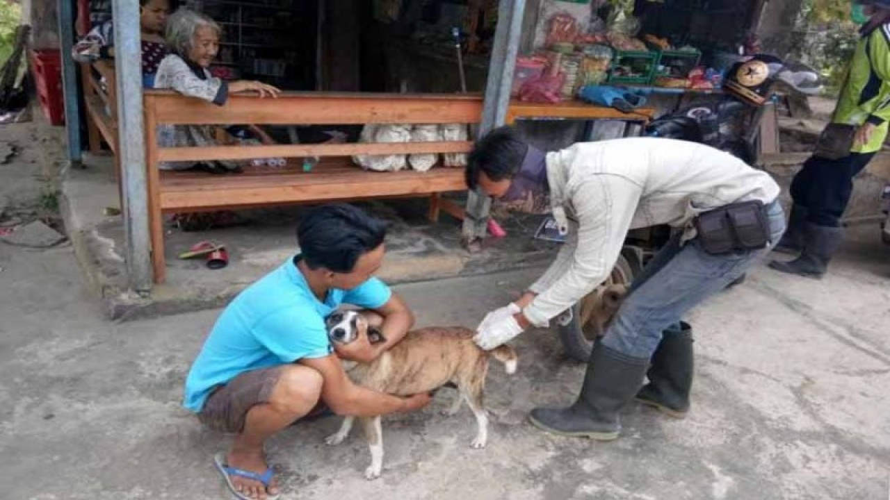 Petugas Kesehatan Hewan dari Dinas Peternakan dan Kesehatan Hewan (Disnakkeswan) Lampung Selatan tengah melakukan penyuntikan vaksinasi rabies pada hewan peliharaan milik warga, Jumat (14/9/2018). (ANTARA/HO-Dok.Diskominfo Lamsel)