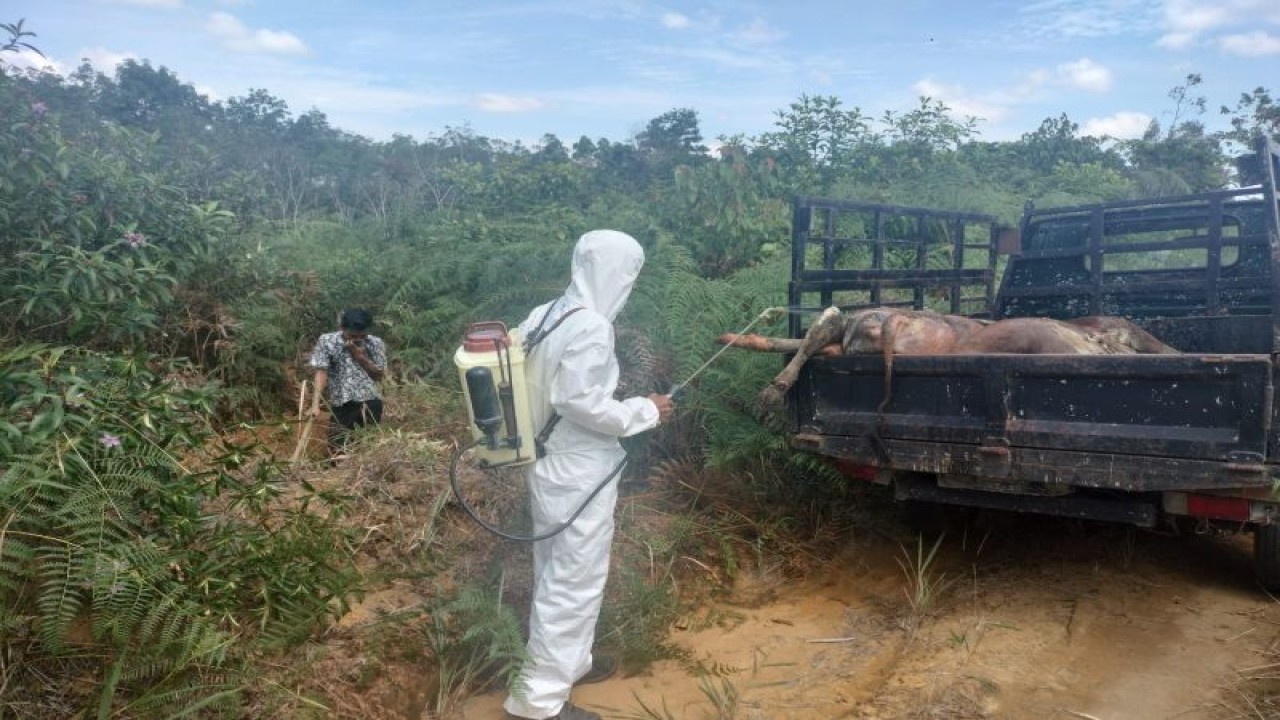 Petugas Dinas Ketahanan Pangan dan Peternakan (DKPP) Kabupaten Bintan, Provinsi Kepulauan Riau (Kepri), mengevakuasi temuan dua ekor sapi di Kecamatan Toapaya, Sabtu (22/7). (ANTARA-HO/DKPP Bintan)