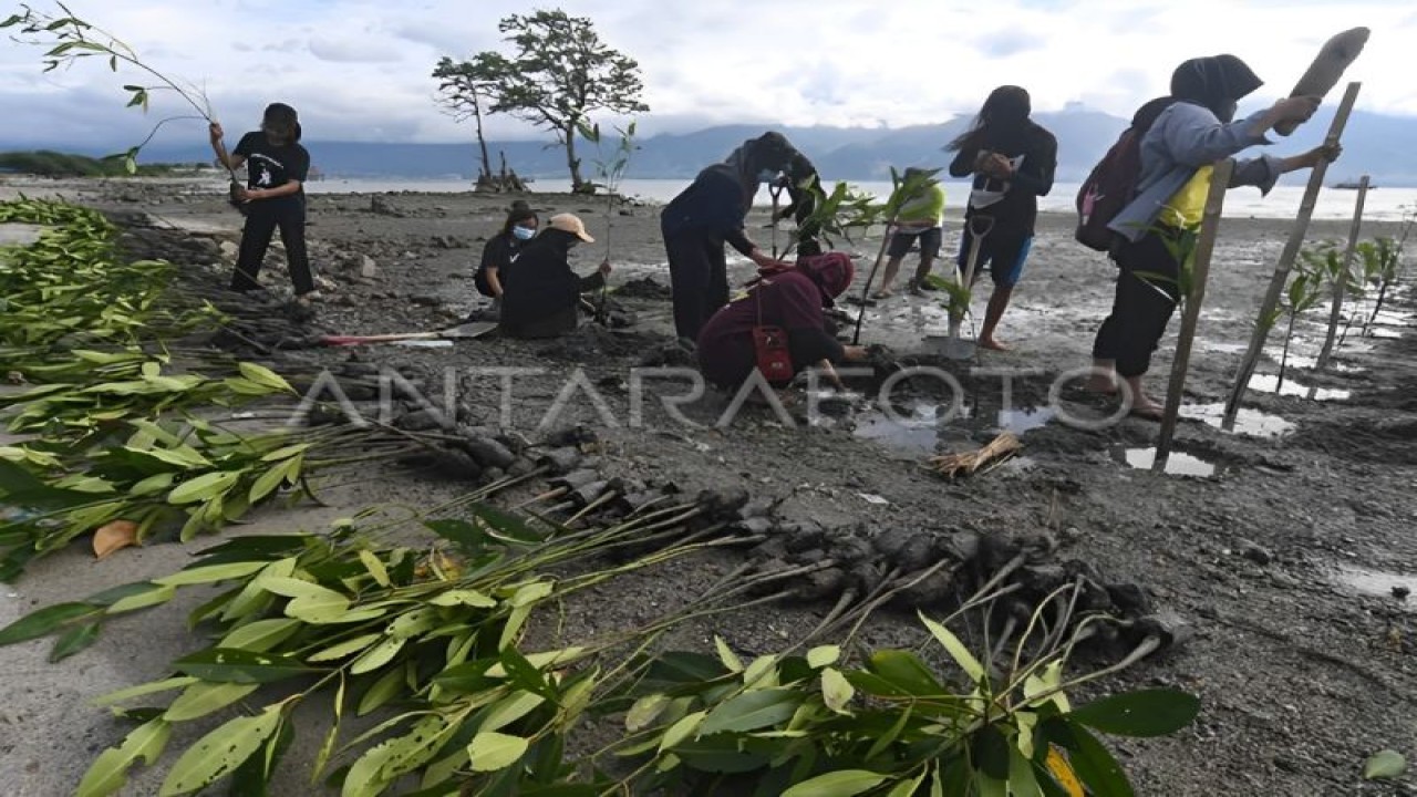 Foto Arsip - Peserta menanam bibit mangrove di Pesisir Teluk Palu di Palu, Sulawesi Tengah, Sabtu (6/7/2022). (ANTARA FOTO/Mohamad Hamzah).
