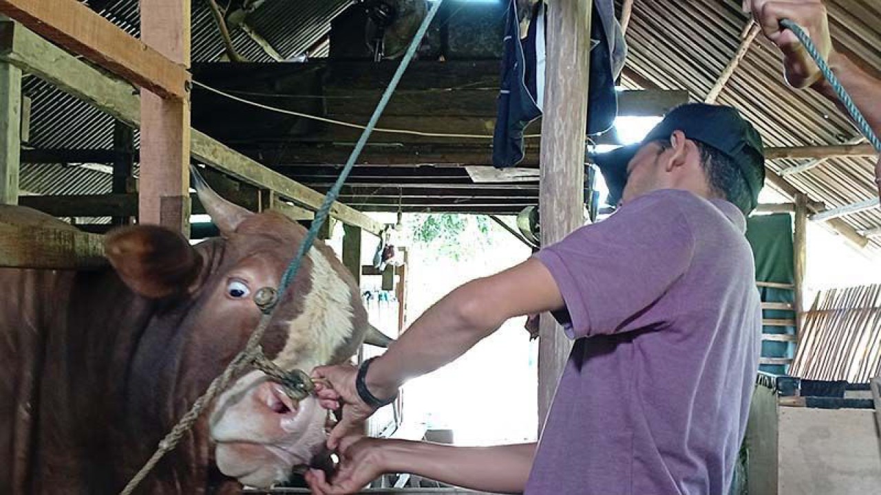 Arsip foto - Dokter hewan memeriksa sapi guna mengecek kesehatan hewan ternak di di Aceh Besar. ANTARA/M Haris SA