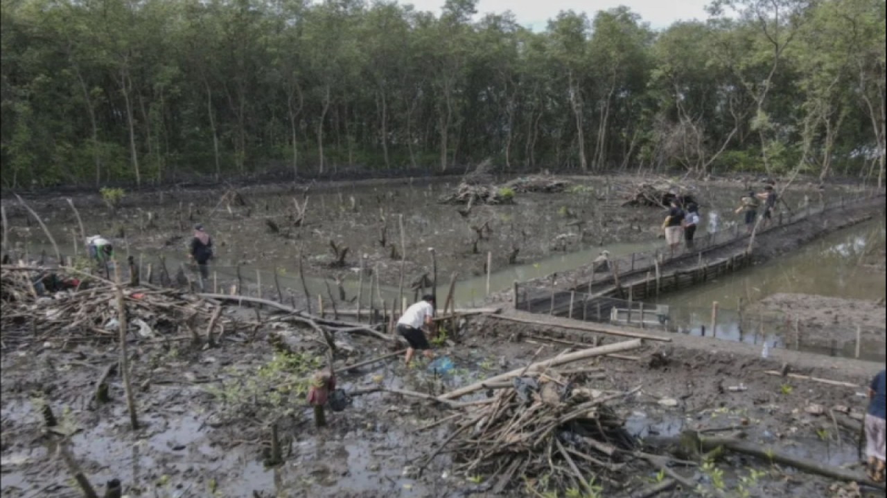 Dokumen foto - Penanaman kembali pohon mangrove. (ANTARA/HO)