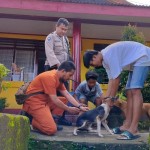 DPKP Ambon vaksin ratusan ekor anjing cegah rabies-1688640286
