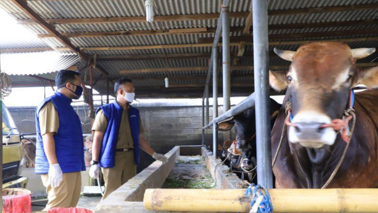 Kepala Bidang Pertanian DKP Kota Tangerang, drh. Ibnu Ariefyanto (kanan) memeriksa kesehatan hewan di peternak dalam antisipasi adanya kasus antraks di gunung kidul. ANTARA/Irfan