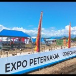Expo Peternakan Penas Tani XVI di Sumbar ikut tampilkan sapi pesisir yang menjadi plasma nutfah Sumbar. (ANTARA/Miko Elfisha)-1688366959