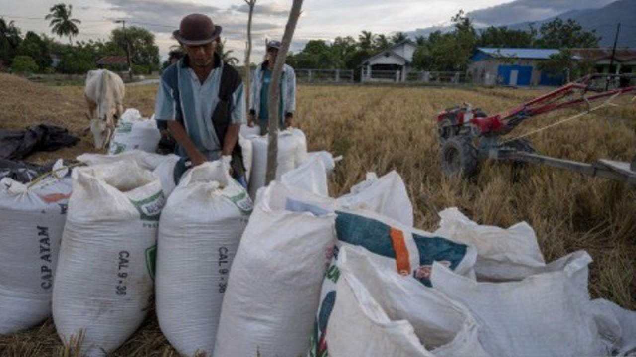 Petani tengah memanen padi di Desa Sunju, Kabupaten Sigi, Sulawesi Tengah, Rabu (20/1/2021). ANTARA/Basri Marzuki