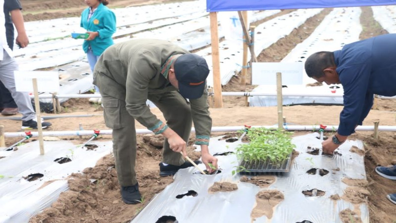 Gubernur Provinsi Nusa Tenggara Timur Viktor Bungtilu Laiskodat (kiri) melakukan penanaman secara simbolis tanaman Cabai dan Tomat dengan sistem irigasi tetes di kebun percontohan pemerintah Kabupaten Belu di Kelurahan Fatukbot, Kecamatan Atambua Selatan. (ANTARA/HO-Biro Administrasi Pimpinan Setda Provinsi NTT)