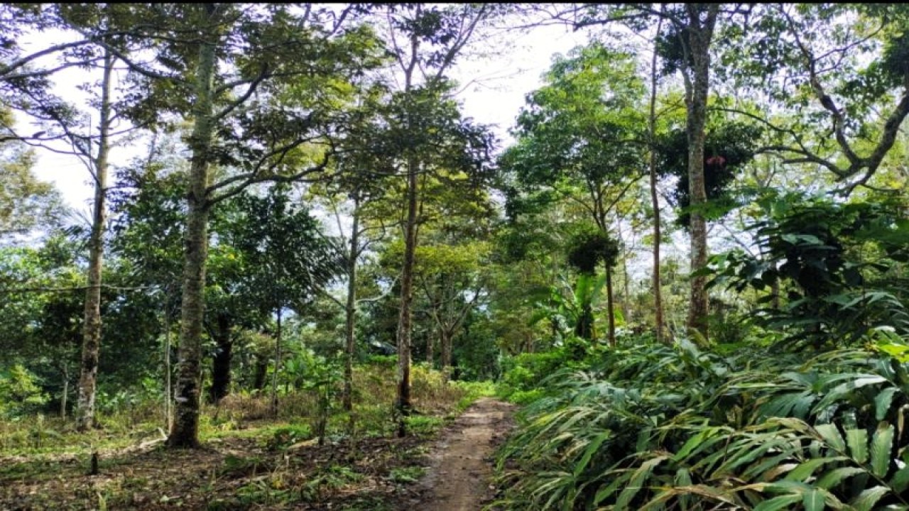 Kawasan hutan Gunung Betung yang tetap terjaga dan berlokasi di pinggiran Kota Bandarlampung yang berbatasan dengan Kabupaten Pesawaran. ANTARA/Ruth Intan Sozometa Kanafi.