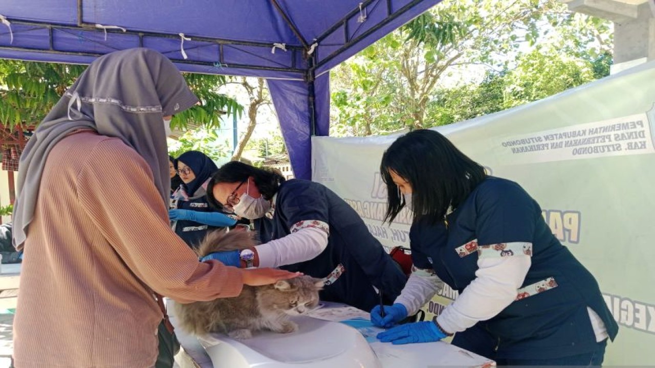 Petugas Dinas Peternakan dan Perikanan Kabupaten Situbondo, Jawa Timur, menyuntikkan vaksin anti-rabies hewan peliharaan. Jumat (21/7/2023). (ANTARA/Novi Husdinariyanto)