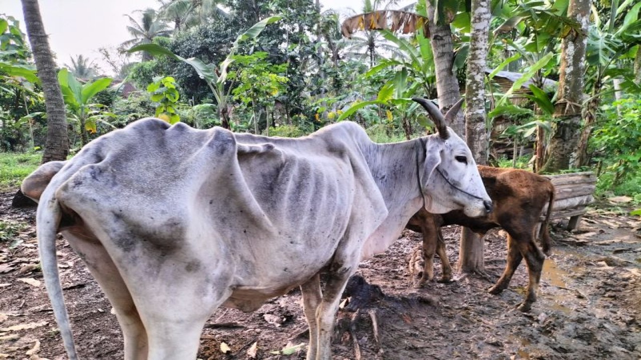 Hewan ternak sapi yang sakit di Lampung Selatan (FOTO ANTARA/Riadi Gunawan)