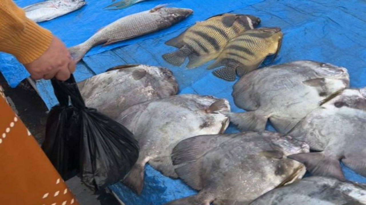 Ilustrasi -Sejumlah jenis ikan yang dijual di Pasar Pelelangan Ikan di Kota Kendari, Senin (10/7/2023) (ANTARA/Harianto)