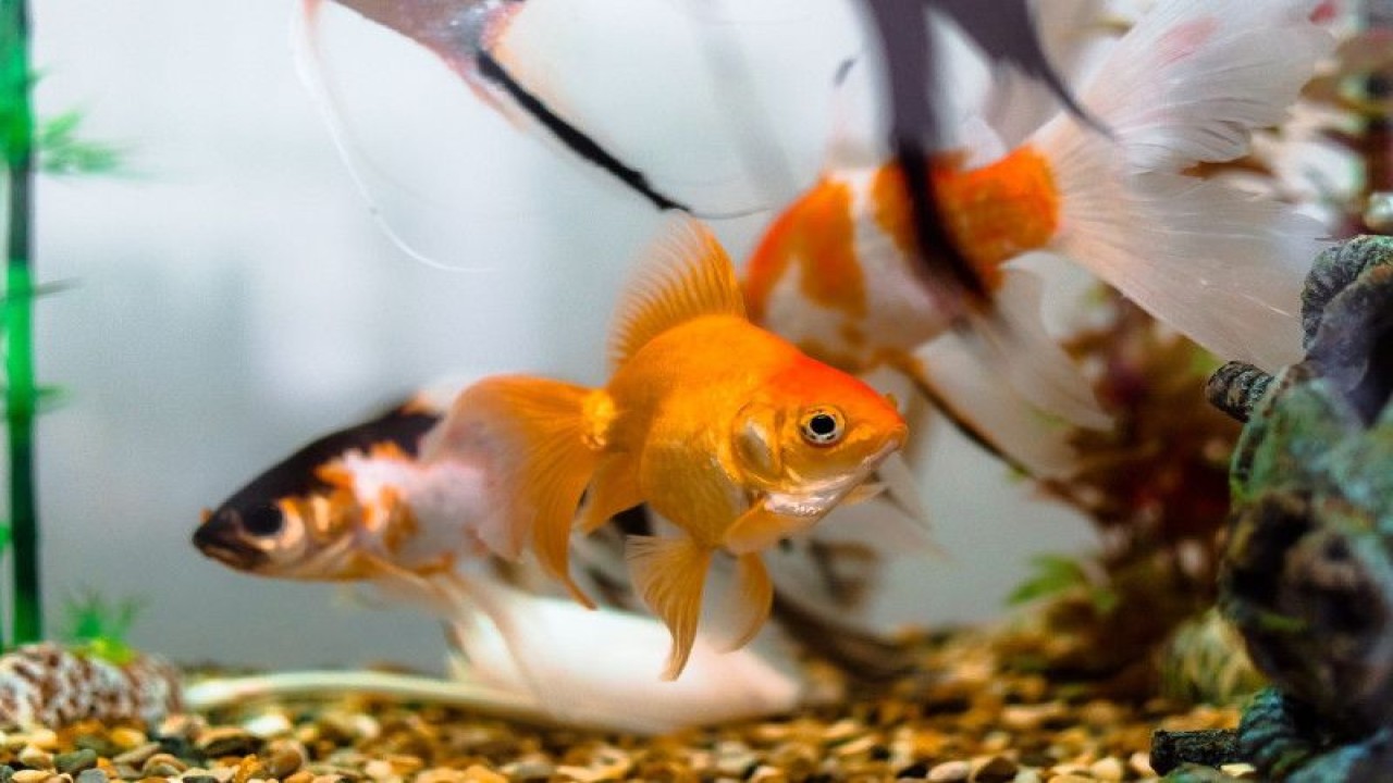 Ikan hias (ANTARA/HO-LPEI)