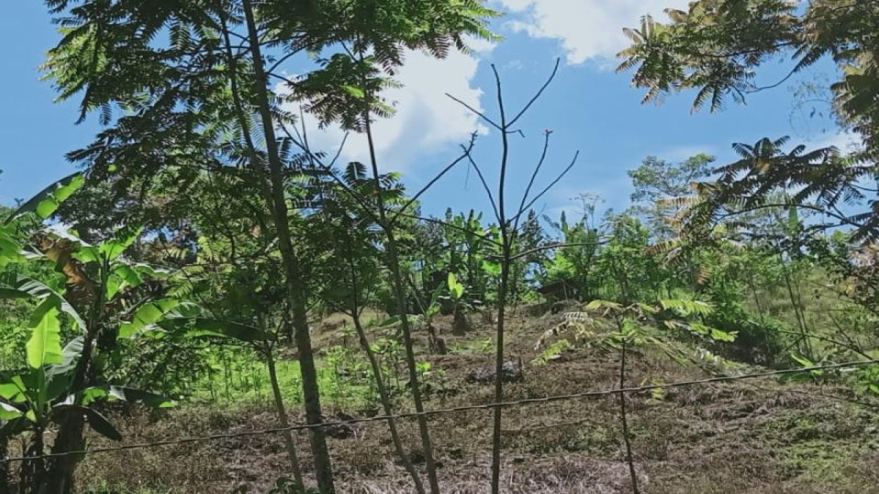 Ilustrasi kondisi hutan yang mempengaruhi FOLU Net Sink 2030 yang menentukan konstribusi emisi gas karbon di suatu hutan. Antara/ HO-KLHK