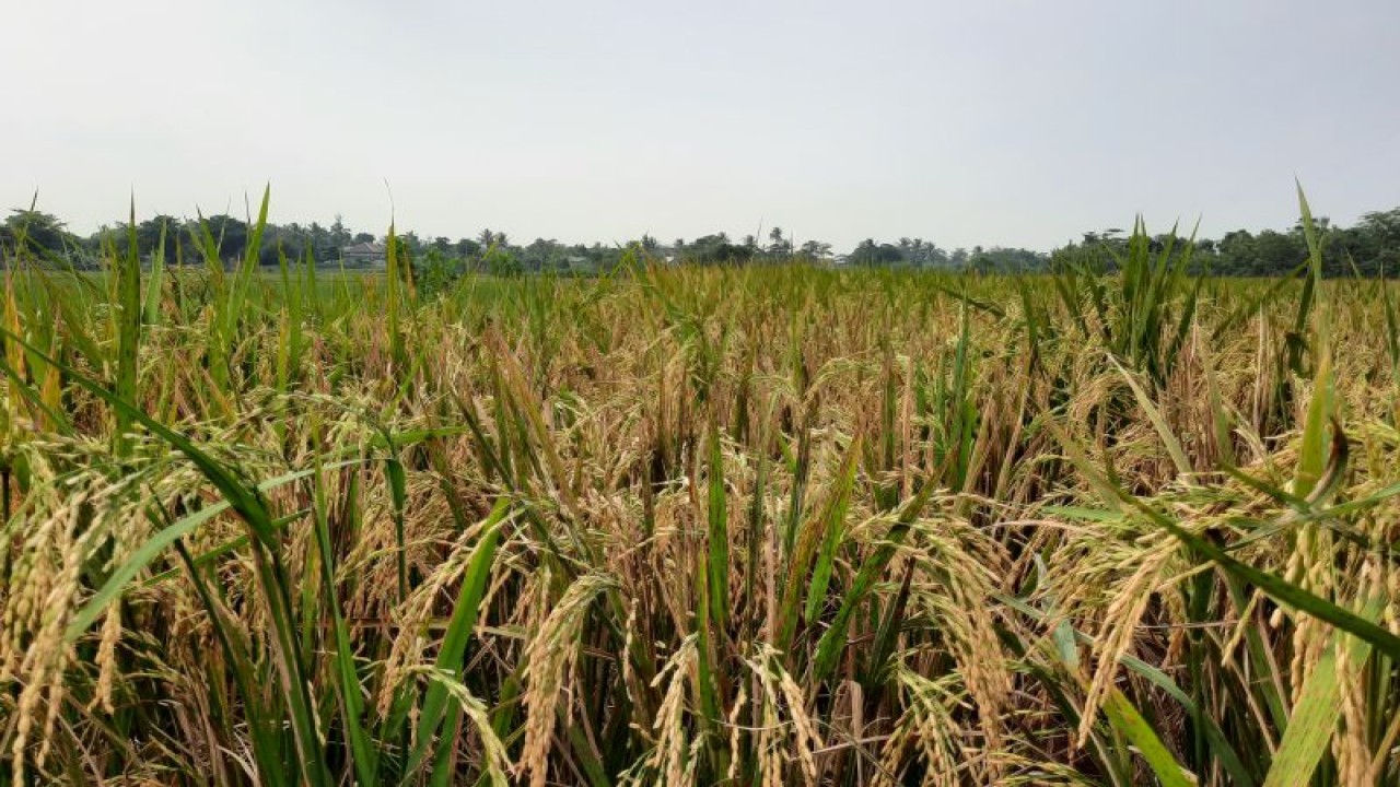 Ilustrasi - Lahan pertanian sawah. ANTARA/Azmi
