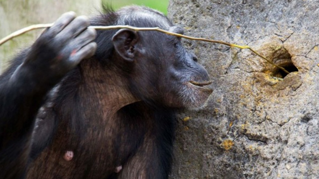 Simpanse salah satu hewan dengan kecerdasan tinggi. (photo:britannica.com)