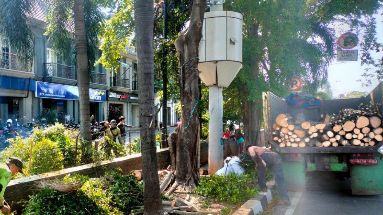 Petugas Suku Dinas Pertamanan dan Hutan Kota Jakarta Barat memangkas pohon di depan Ruko Puri Botanical Junction H7, Jalan Joglo Raya Nomor 6, RT 07 RW 01, Joglo, Kembangan, Jakarta Barat pada Kamis (28/6/2023). ANTARA/Risky Syukur