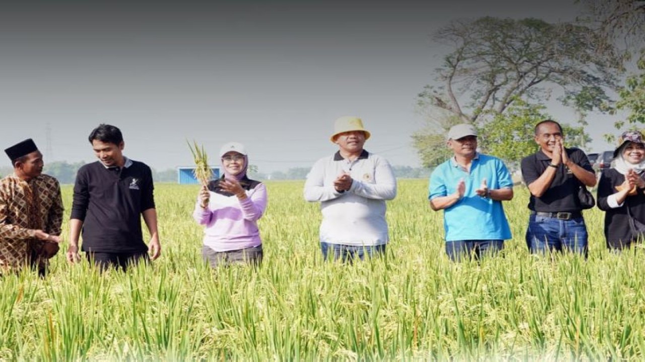 Bupati Madiun Ahmad Dawami (dua dari kiri) bersama jajaran mengikuti kegiatan "Methil" atau panen bersama di Desa Krebet, Kecamatan Pilangkenceng, Kabupaten Madiun, Jatim, Sabtu (15/7/2023). ANTARA/HO-Diskominfo Kabupaten Madiun