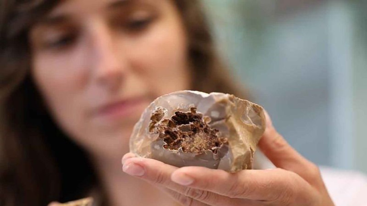 Seorang peneliti menunjukkan sejumlah potongan alat batu api dengan jejak penggunaan api di Institut Sains Weizmann (Weizmann Institute of Science/WIS), Rehovot, Israel, Rabu (15/6/2022). Tim peneliti Israel menemukan jejak penggunaan api berumur setidaknya 800.000 tahun menggunakan teknologi kecerdasan buatan (artificial intelligence/AI). ANTARA FOTO/Xinhua/Gil Cohen Magen/rwa.